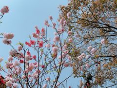 -金鸡湖桃花岛