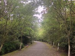 -上海海湾国家森林公园