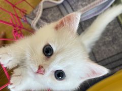 -欣宠猫屋·矮脚拿破仑·蓝金金渐层