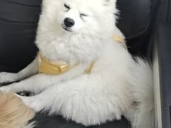 -萌兽医馆·宠物医院·猫骨科(创景店)