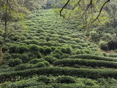-阿巧茶庄