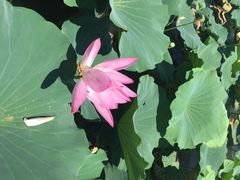 蓝田生态园-洪湖生态旅游区