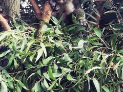 -费瑟代尔野生动物园