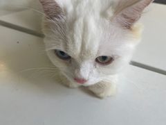 -楼上猫咖(罗湖店)