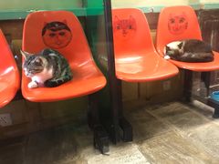 -猫咪博物馆(顶澳仔猫街店)