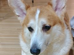 -喵小馆·猫咖狗咖猪咖·饮品店