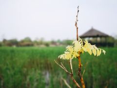 -梁鸿国家湿地公园