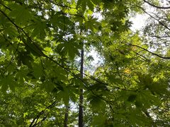 -五女峰国家森林公园