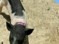 -前小桔亲子创意农场·草莓采摘·露营烧烤