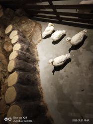 -未来动物城动物主题公园(大悦城店)