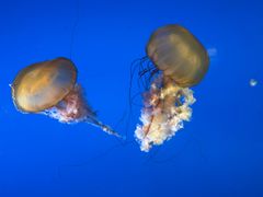 -太平洋海底世界