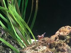 -暹罗海洋世界