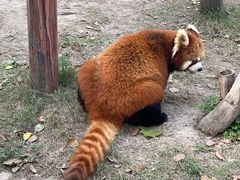 -上海野生动物园