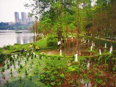 -重庆彩云湖湿地公园