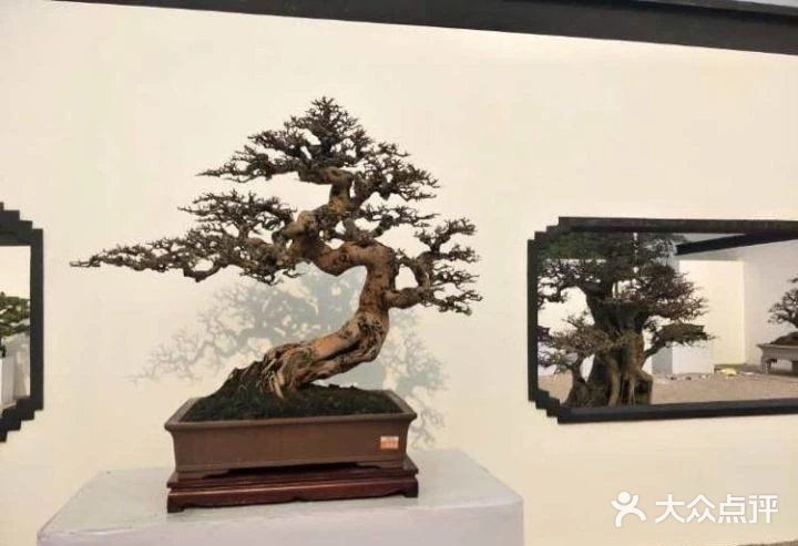 盆景沤肥的窍门