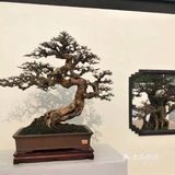 盆景沤肥的窍门