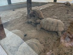 -灵玲国际马戏城