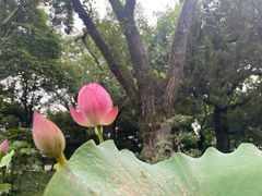 -东山雕花楼