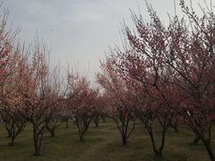 -蜀冈西峰生态公园