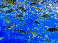 -海合安成都极地海洋公园