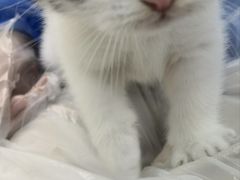 -小猫来了·猫舍(红山六九七九店)