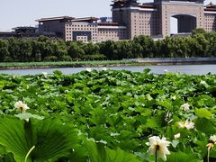 -莲花池公园