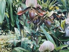-深圳仙湖植物园