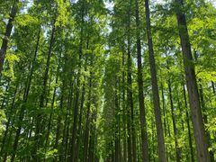 -黄海国家森林公园