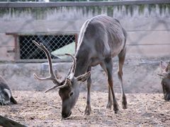 -青藏高原野生动物园