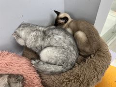 -喵的天空名猫咖啡馆·撸猫·猫舍·用品