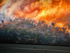 -罗红摄影艺术馆