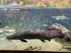 -太平洋海底世界