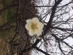 iphone_upload_pic-香雪海