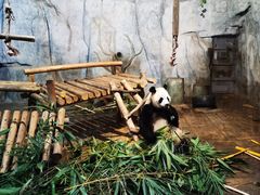 -深圳野生动物园