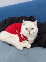 -熙画美上门化妆·化妆课·新娘跟妆(上海体育场店)