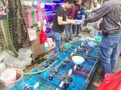 -清平路水族市场