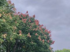 -上海吴淞炮台湾国家湿地公园