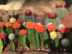 -南通洲际绿博园