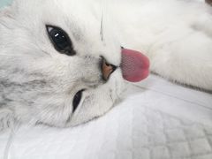 -达爱动物医院·犬猫分区·CT·复杂眼科(远洋山水分院)
