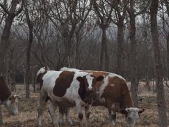 -野鸭湖国家湿地公园