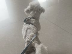 -瑞派福兴宠物医院犬猫全科·骨科·中西医结合(河东店)
