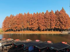 -溱湖国家湿地公园