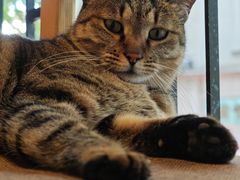 -猫的天空之城概念书店(杭州南宋御街店)