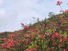 -大围山国家森林公园
