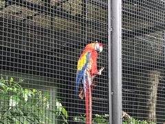 -新加坡飞禽公园