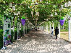 -白鹿原葡萄主题公园