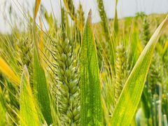 -汉长安城未央宫国家考古遗址公园