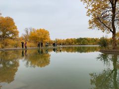 -金塔沙漠胡杨林景区