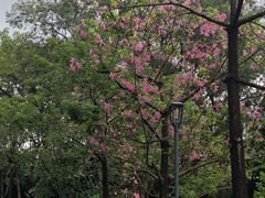 -云溪植物园