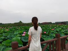 -荷塘月色湿地公园·向阳花洲